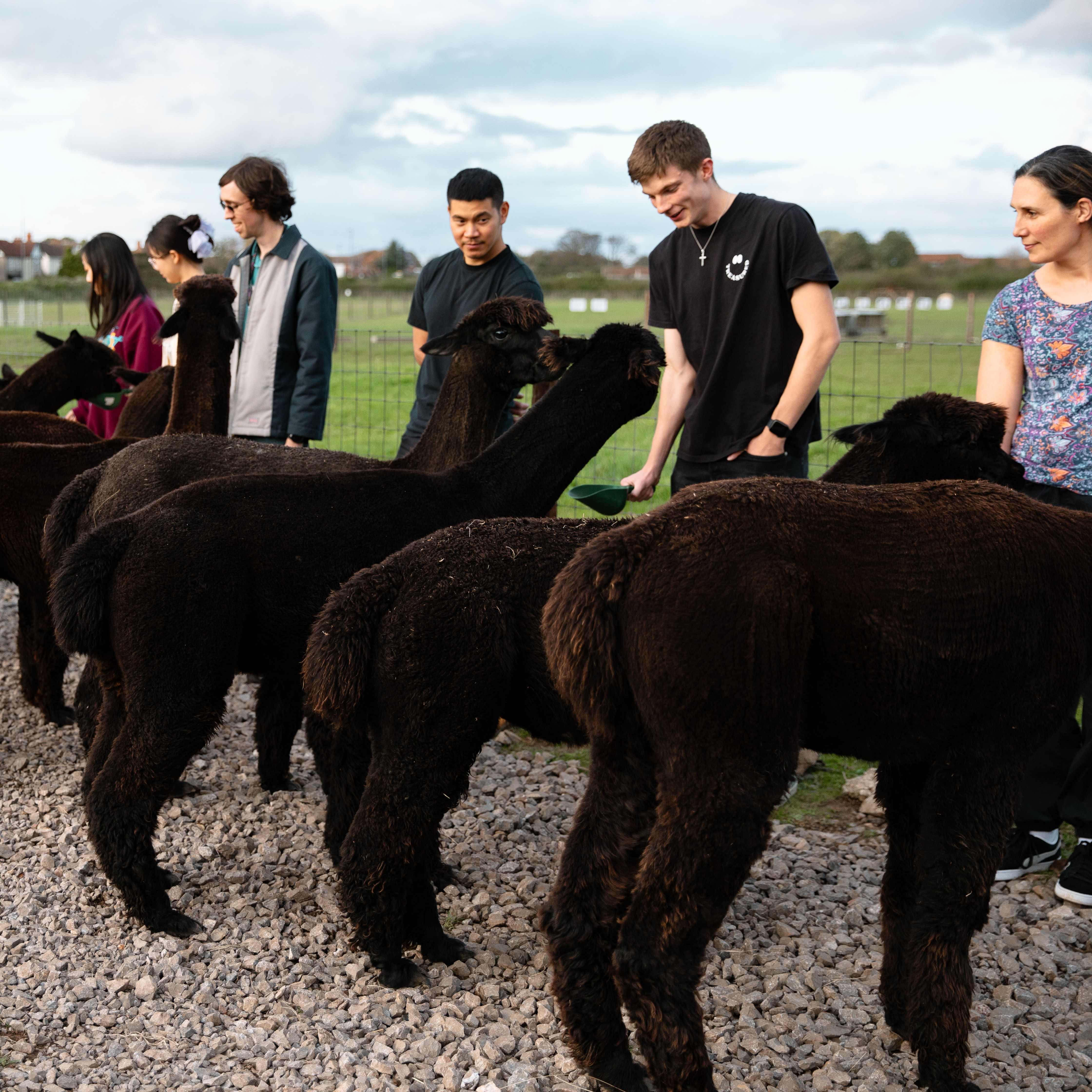 group on alpaca experience at wolfridge alpaca